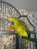 Parrot lover lou